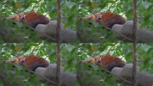 树枝上睡觉的小熊猫高清在线视频素材下载