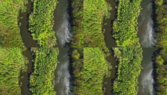 夏天的大河和森林高清在线视频素材下载