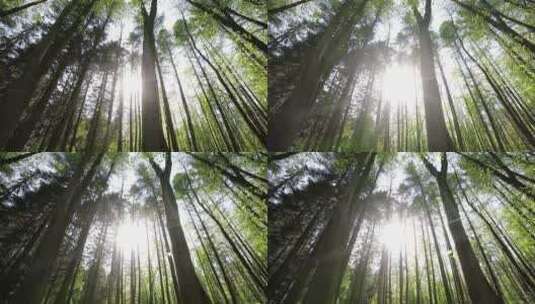 清晨森林阳光照射高清在线视频素材下载