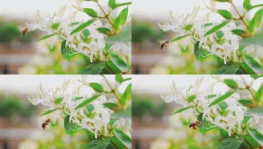 蜜蜂采蜜慢镜头飞舞寻找花蜜高清在线视频素材下载
