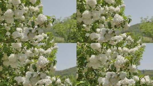 自然温馨绣球花高清在线视频素材下载