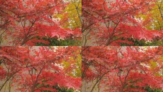 枫叶红了秋天红色的枫叶鸡爪槭高清在线视频素材下载