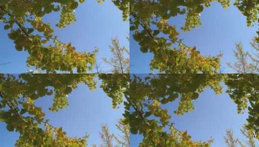 秋天里金黄唯美的阳光金黄色银杏树树叶高清在线视频素材下载