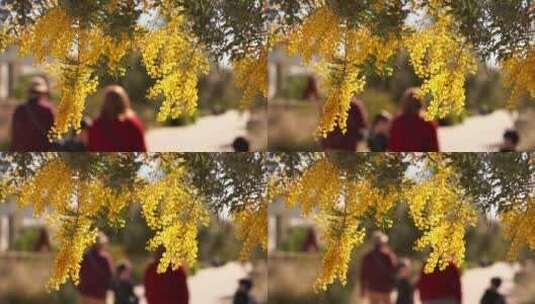 开着黄色花朵的树木高清在线视频素材下载