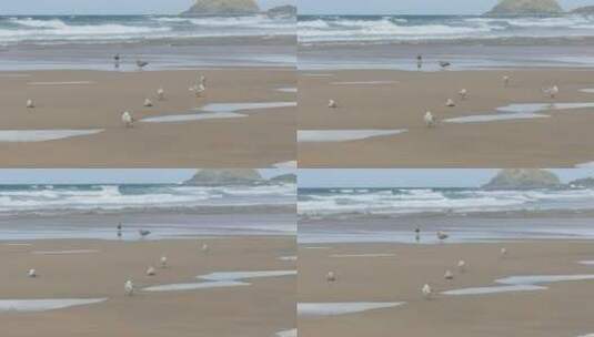 海滩上的海鸟高清在线视频素材下载