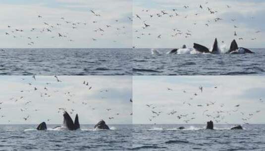 座头鲸喂食高清在线视频素材下载