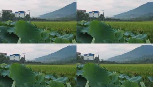 水稻荷花的平移镜头高清在线视频素材下载