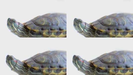 一只乌龟高清在线视频素材下载