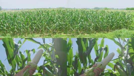 玉米产地高清在线视频素材下载