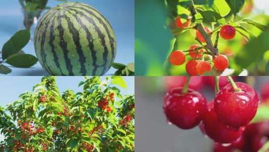 夏季美食水果合集高清在线视频素材下载