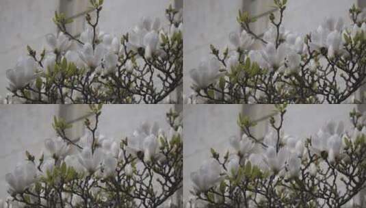 树枝上盛开的白玉兰高清在线视频素材下载