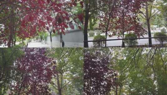 秋季道路红叶高清在线视频素材下载