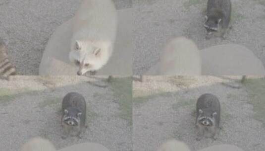 动物园狐朦、浣熊高清在线视频素材下载