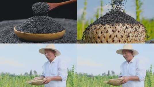 芝麻种植高清在线视频素材下载