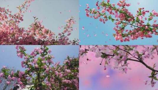 海棠花瓣飘飞高清在线视频素材下载