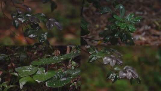 【合集】雨水滴落在森林植物上-禅意空镜高清在线视频素材下载