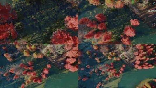 冬季水杉红色树叶游客湿地高清在线视频素材下载