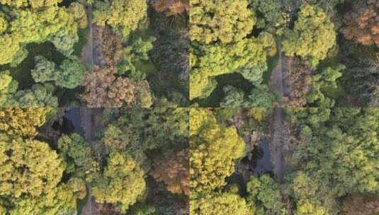航拍城市秋天五颜六色的花草树木高清在线视频素材下载