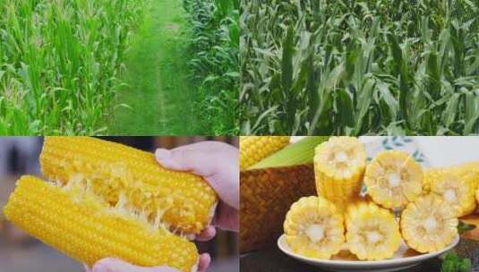 黄糯玉米高清在线视频素材下载