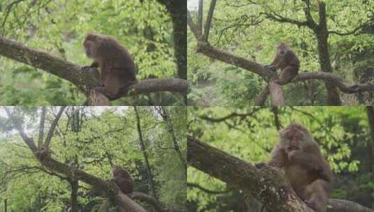 动物 猴子高清在线视频素材下载