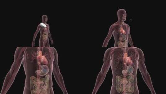 药物进入人体后被身体吸收3d动画高清在线视频素材下载