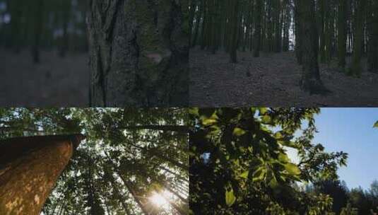 唯美森林树林仰拍大自然高清在线视频素材下载