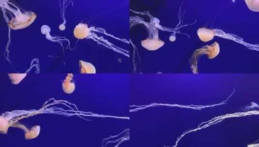 海洋馆里的水生动物动态唯美的水母高清在线视频素材下载