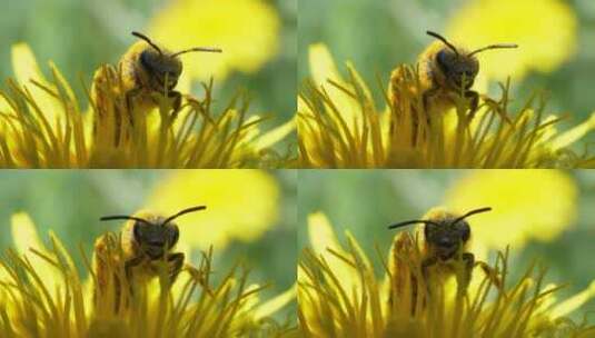 采花粉的蜜蜂采蜜花朵飞行高清在线视频素材下载