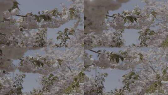 樱花树上樱花开了高清在线视频素材下载