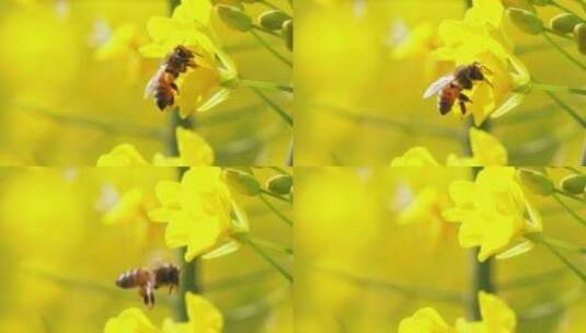 春天的蜜蜂油菜花上的蜜蜂特写高清在线视频素材下载