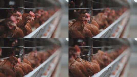 工厂里的鸡养鸡场养鸡饲养喂养高清在线视频素材下载