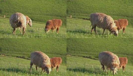 新疆伊犁大草原上吃草的羊高清在线视频素材下载