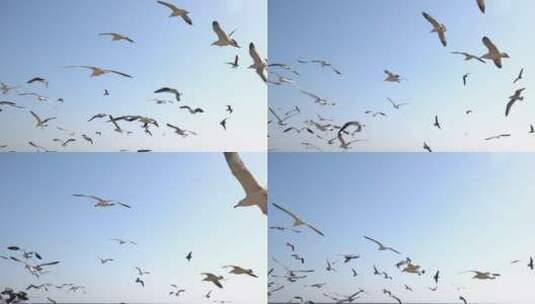 海上飞翔的海鸥慢动作分镜高清在线视频素材下载