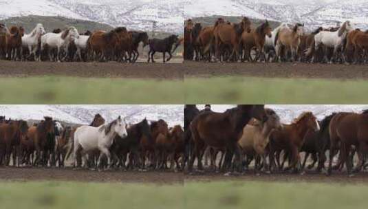马在原野奔腾高清在线视频素材下载