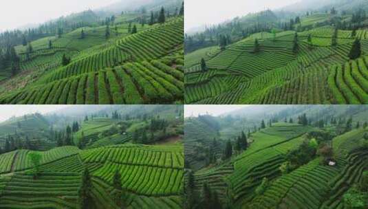 春天茶山美丽风景航拍唯美大自然风光高清在线视频素材下载