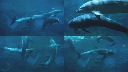 海豚和花鲸在水下游动玩耍鲸豚兽高清在线视频素材下载