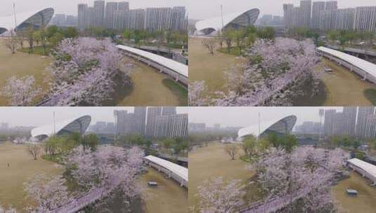 杭州大运河亚运公园樱花大道曲棍球场航拍高清在线视频素材下载