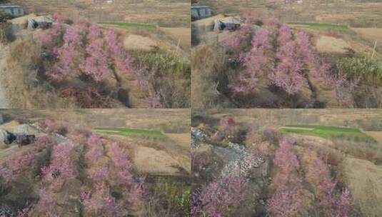 早晨阳光下桃花航拍梨花山坡农村耕地航拍高清在线视频素材下载