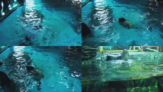 水貂 海豚高清在线视频素材下载