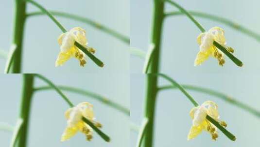 微距拍摄油菜花高清在线视频素材下载