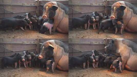 养殖场内正在吃奶的香猪 宠物猪高清在线视频素材下载