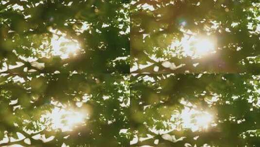 金色温暖的阳光透过树叶照射大地!高清在线视频素材下载