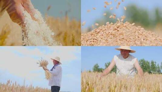 小麦麦田高清在线视频素材下载