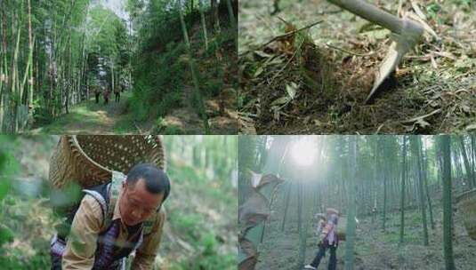 人们山间竹林挖竹笋挖春笋大自然的馈赠高清在线视频素材下载