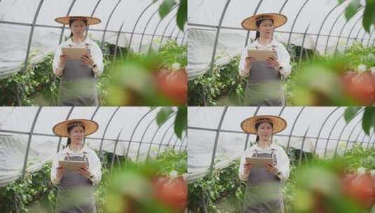 中年女性科技人员在农业大棚里观察樱桃生长高清在线视频素材下载
