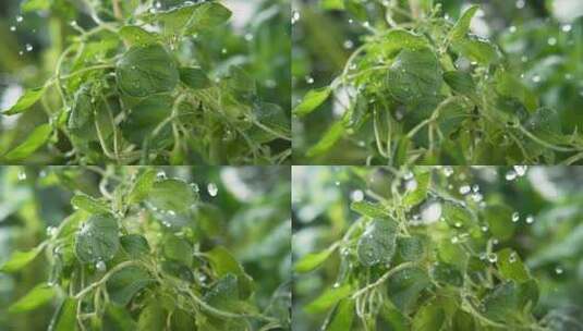 水滴在植物上高清在线视频素材下载