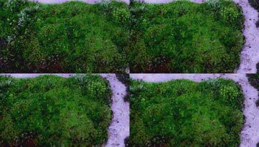 地上的青苔 嫩绿色苔藓高清在线视频素材下载