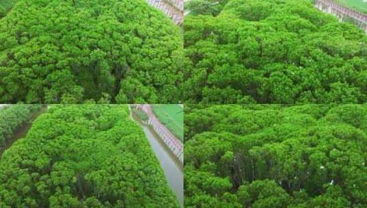 红树林湿地 海边红树林 栖息地航拍合集高清在线视频素材下载