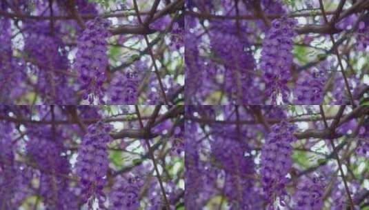 随风摇摆的美丽花朵紫藤花高清在线视频素材下载