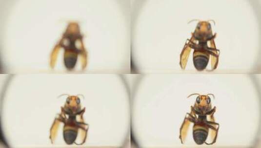 黄腰子蜜蜂放大镜高清在线视频素材下载